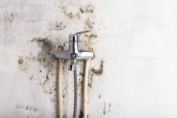Best DIY Mold Remediation Support Services in Brandon, MS