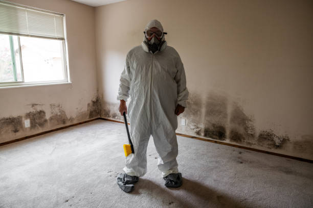 Best White Mold Remediation in Brandon, MS