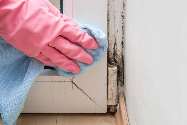 Best Bathroom Mold Remediation in Brandon, MS