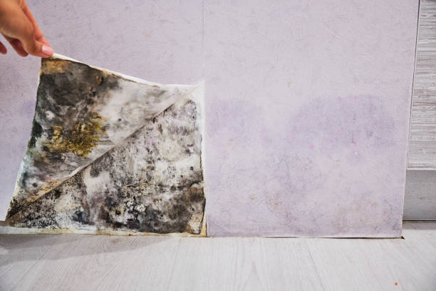 Best Localized Mold Remediation (e.g., coastal areas, humid climates) in Brandon, MS